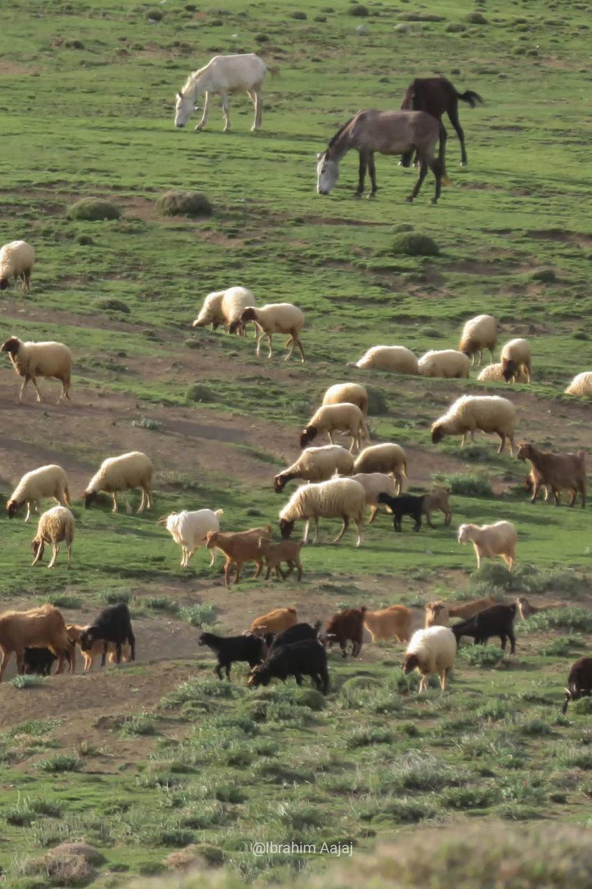 Horses, sheep and goats grazing on Moroccan highland pastures.